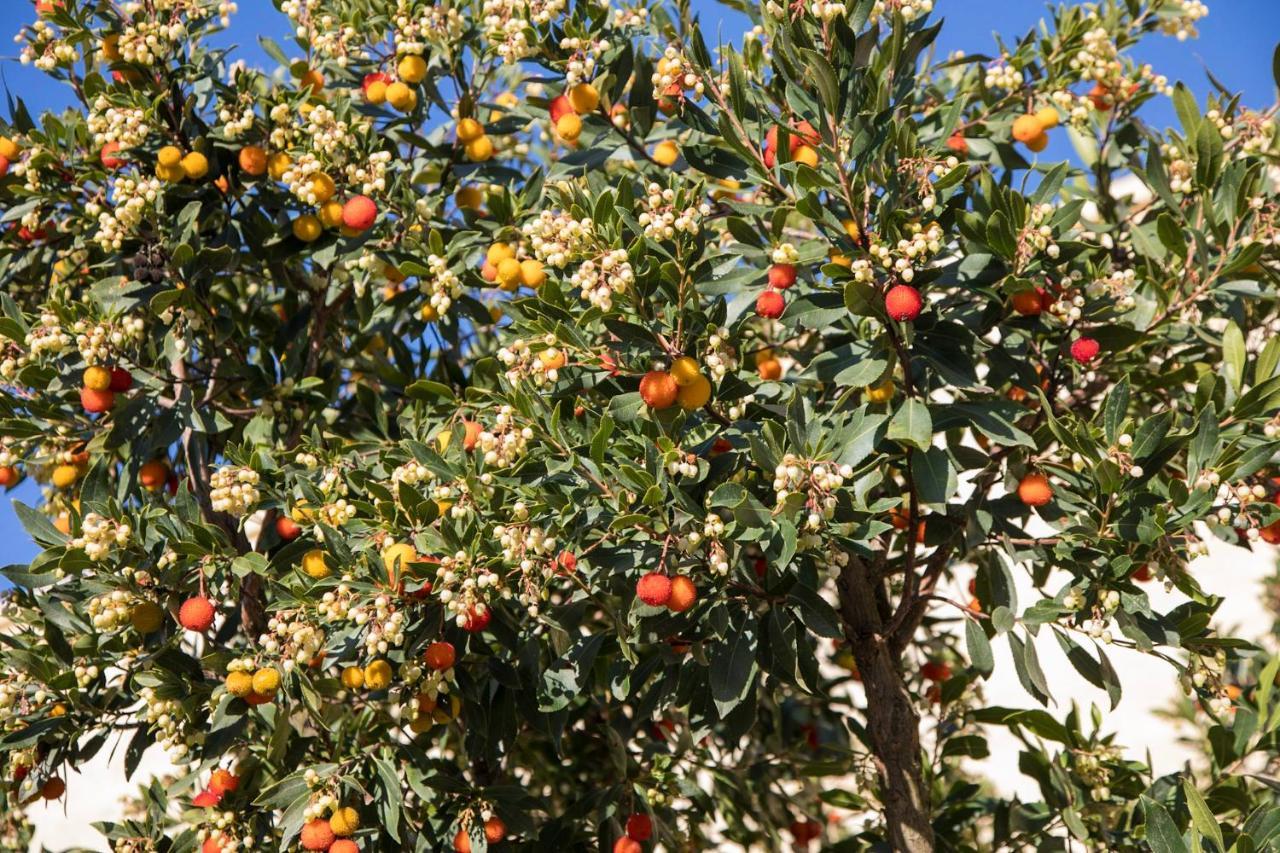 Masseria Lilei Lizzanello Eksteriør bilde